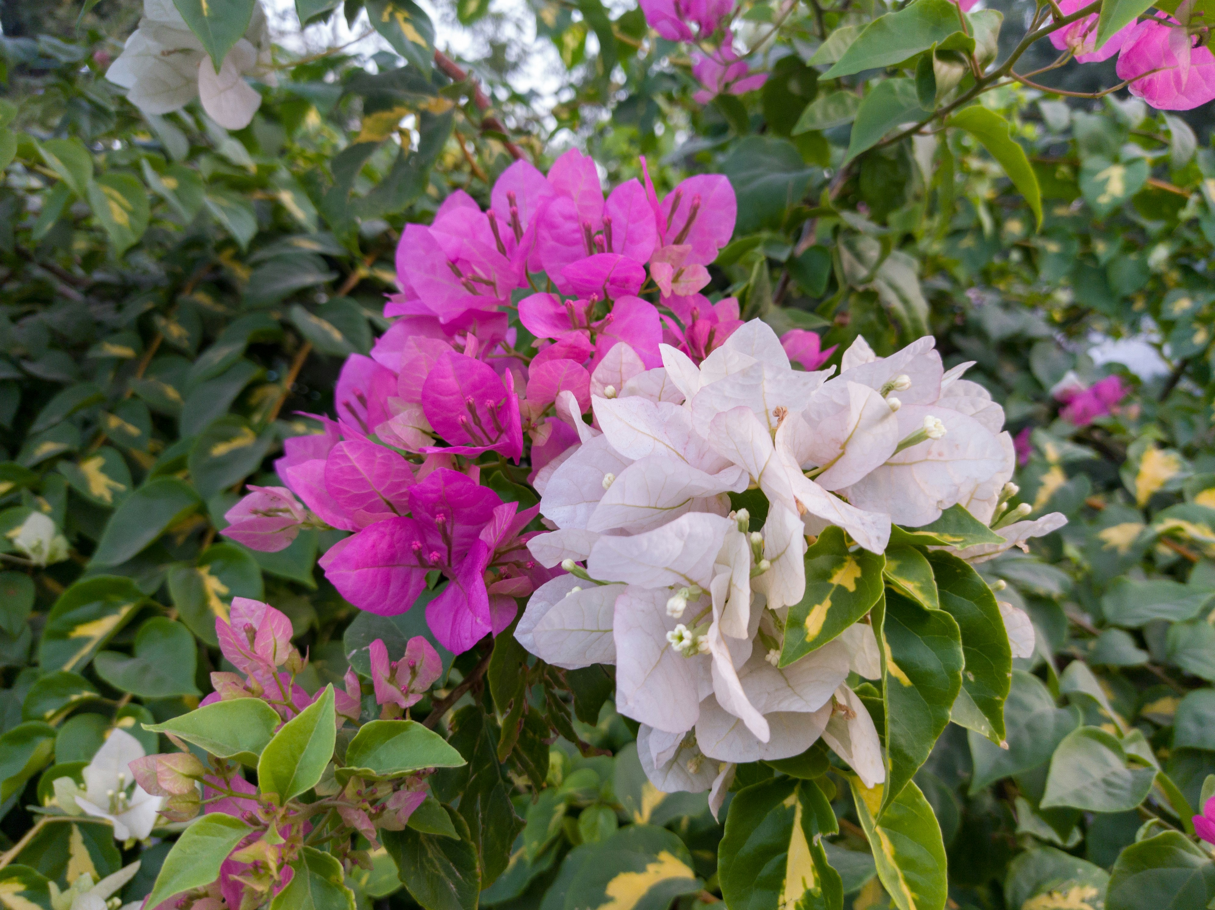 Photo by sanketjawali