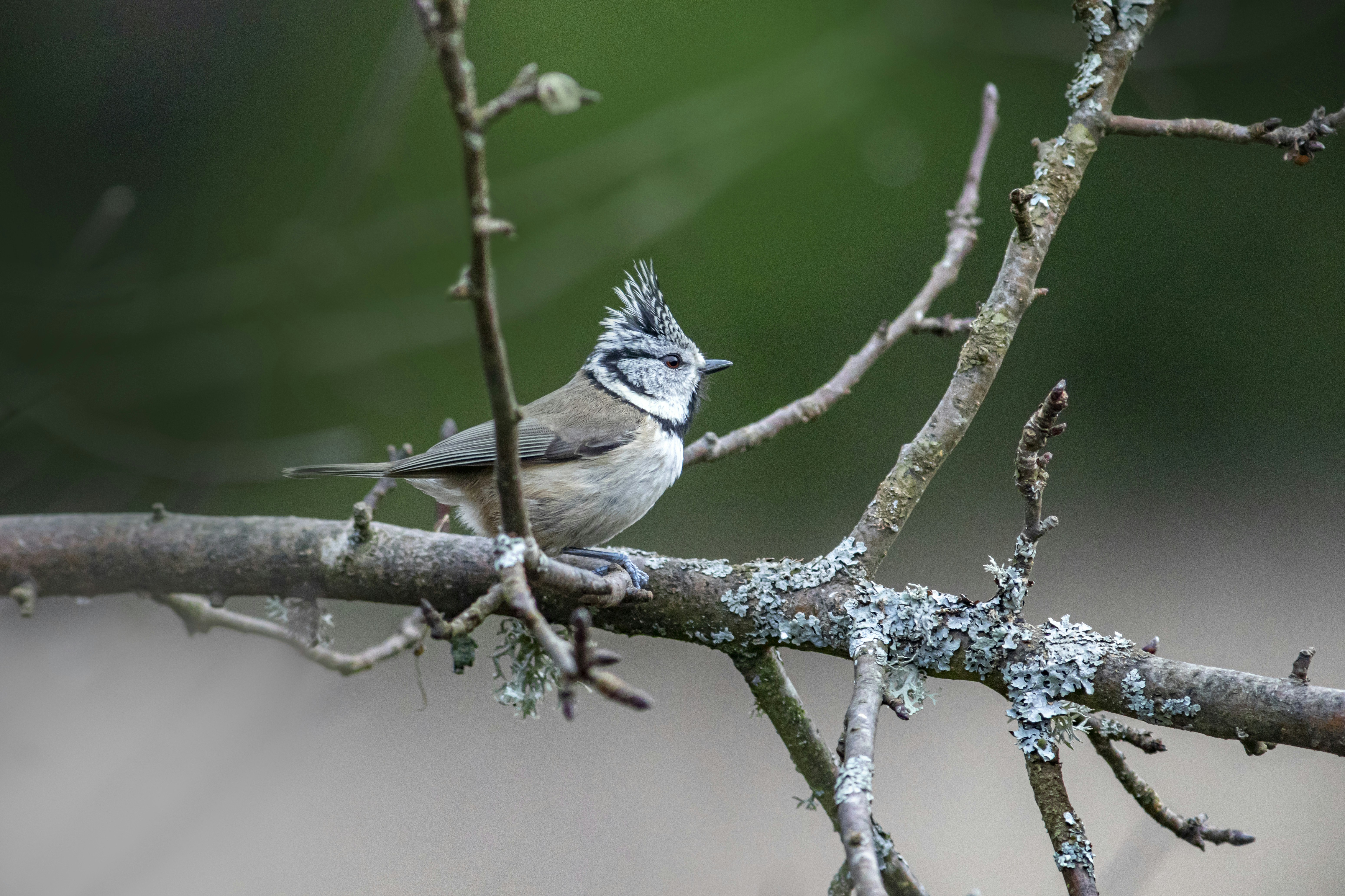 Photo by erik_karits