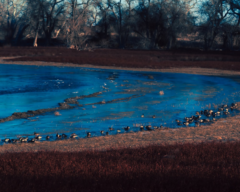 a flock of birds walking along a river