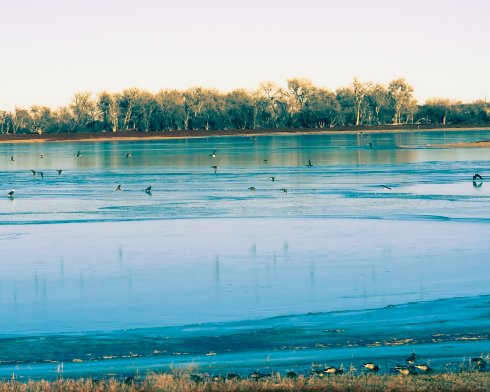 a body of water filled with lots of birds