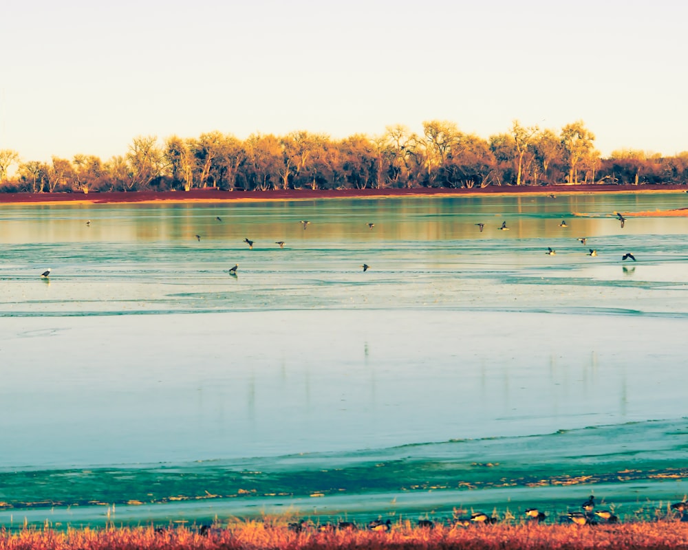 a large body of water surrounded by trees