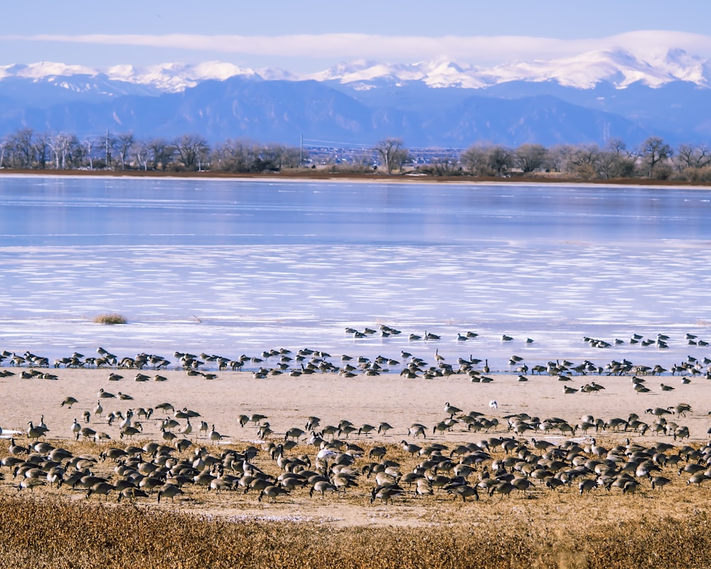 a flock of birds standing on top of a sandy beach