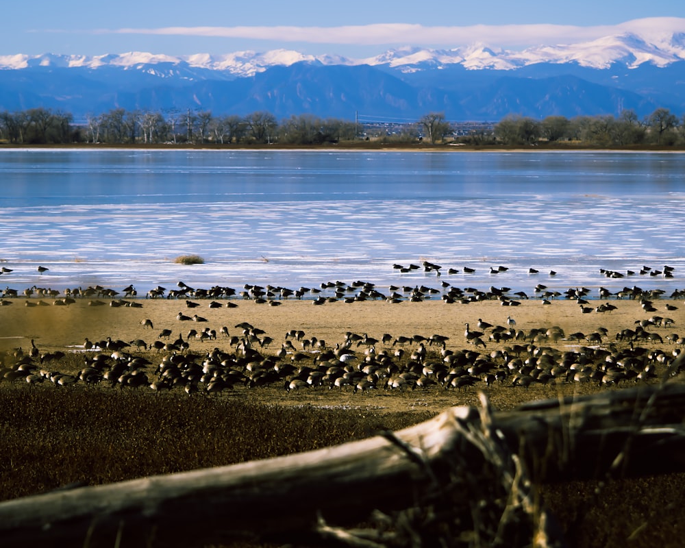 a flock of birds standing on top of a sandy beach