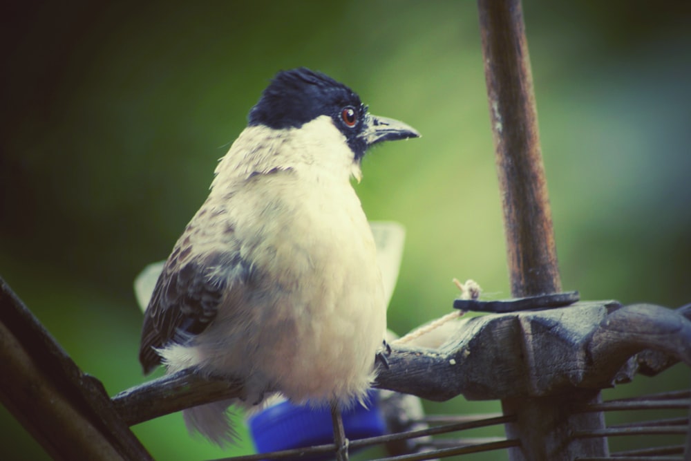 a small bird perched on top of a bird feeder