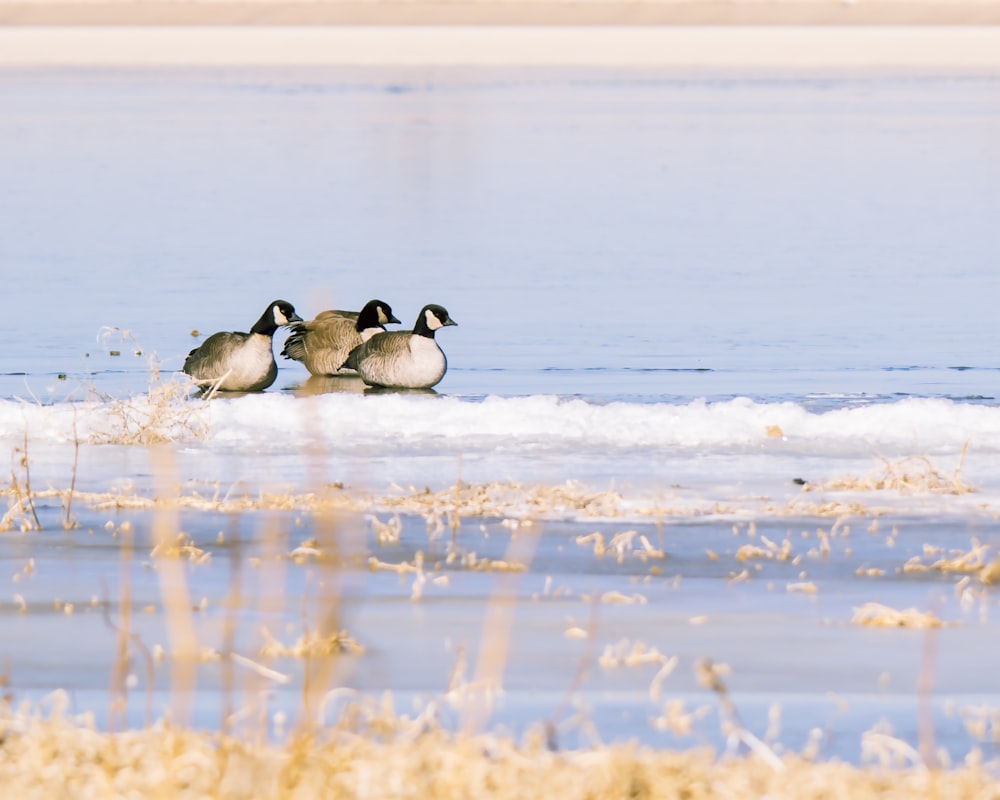 a group of ducks sitting on top of a body of water