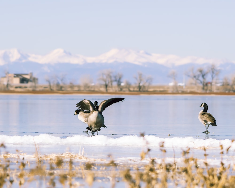 a couple of birds that are standing in the snow