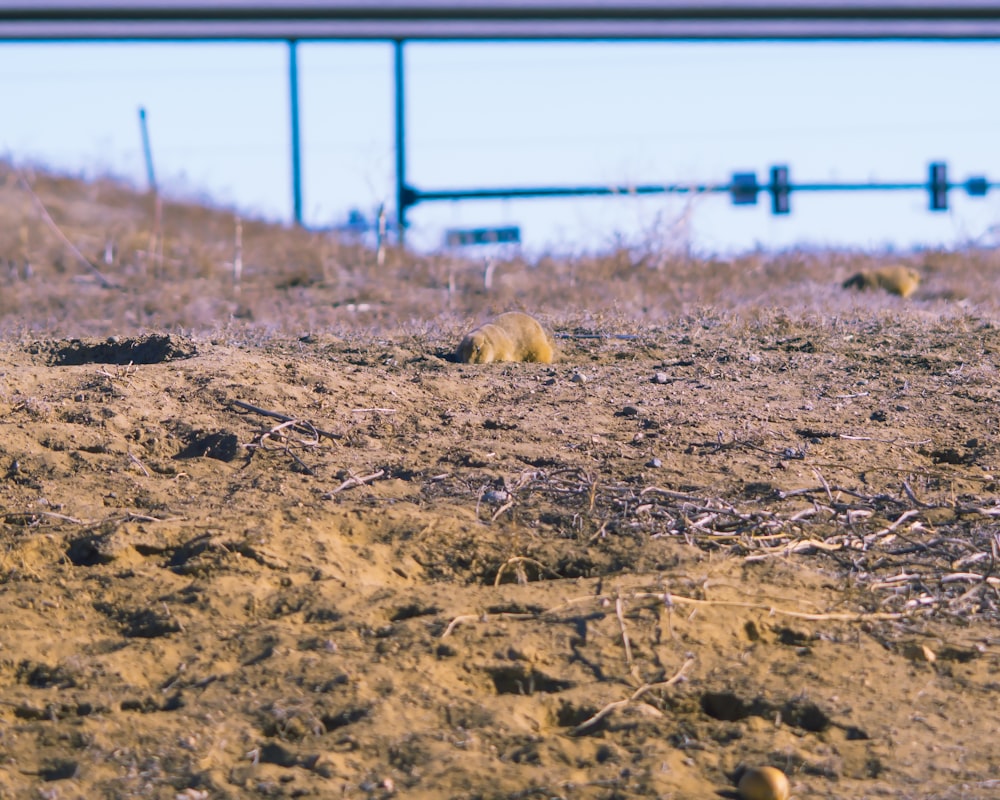 a dirt field with a stop sign in the background