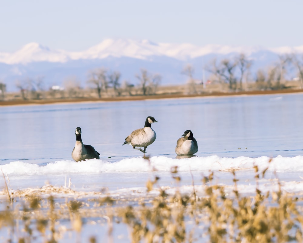 a group of ducks standing on top of a frozen lake