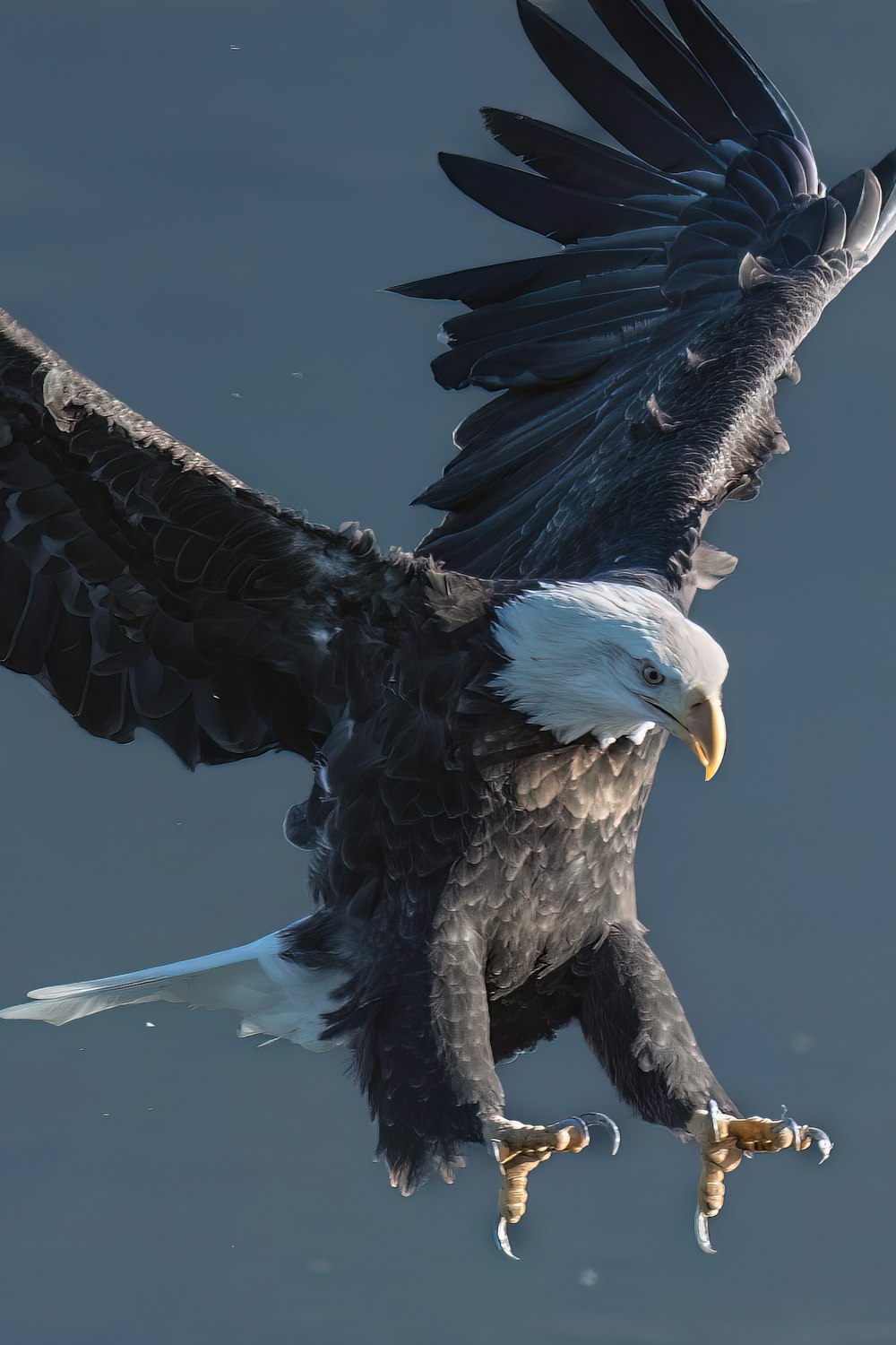 a bald eagle flying over a body of water