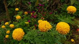 a bunch of yellow flowers in a garden
