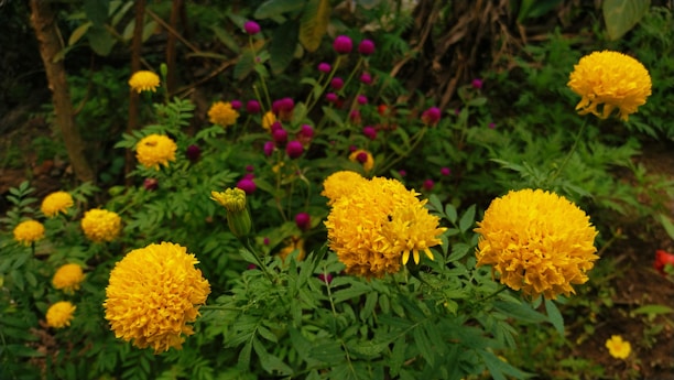 a bunch of yellow flowers in a garden