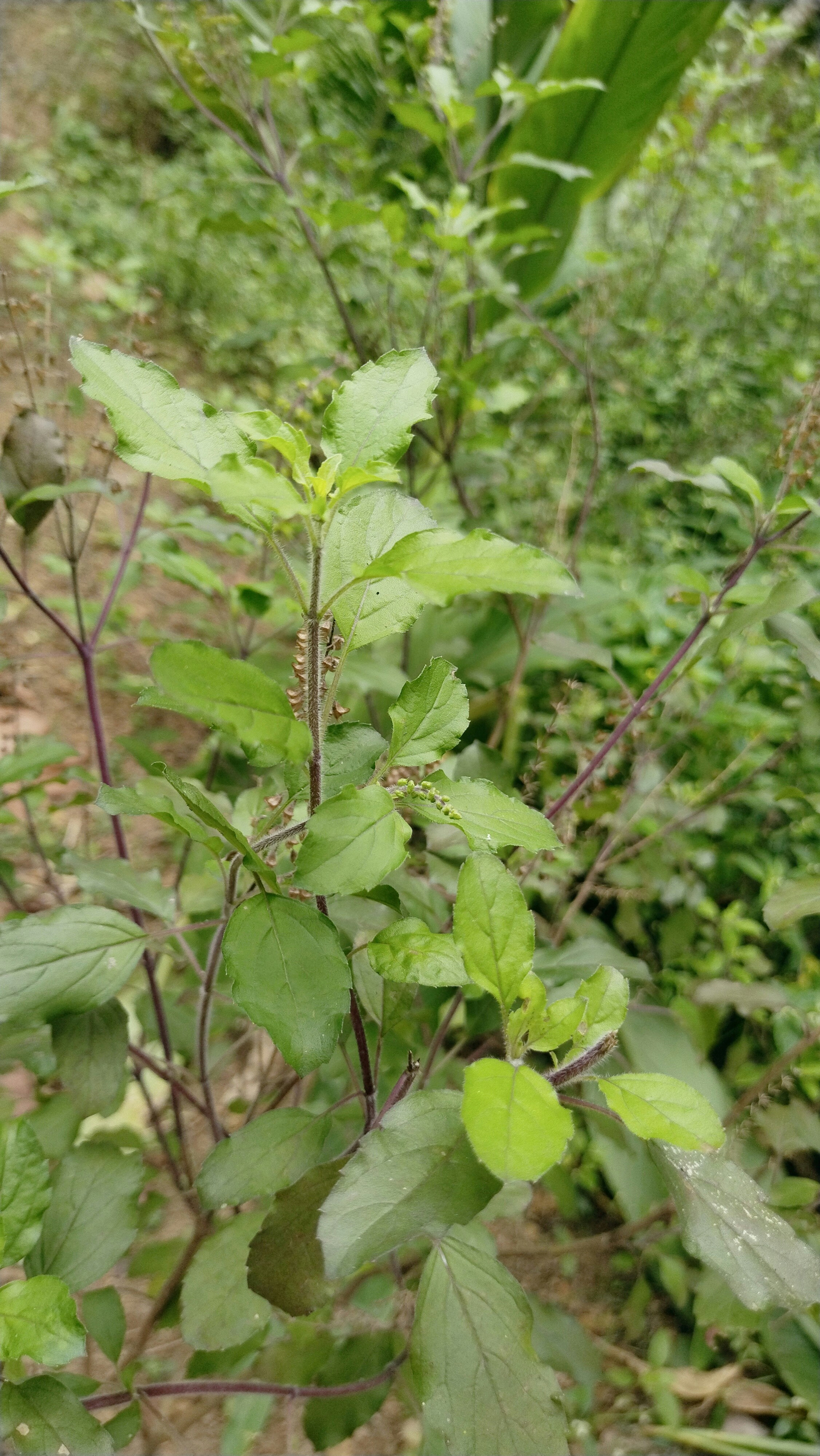 Photo by agrimas2007