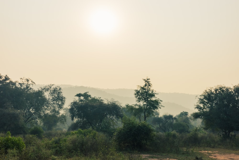 a giraffe standing in the middle of a field