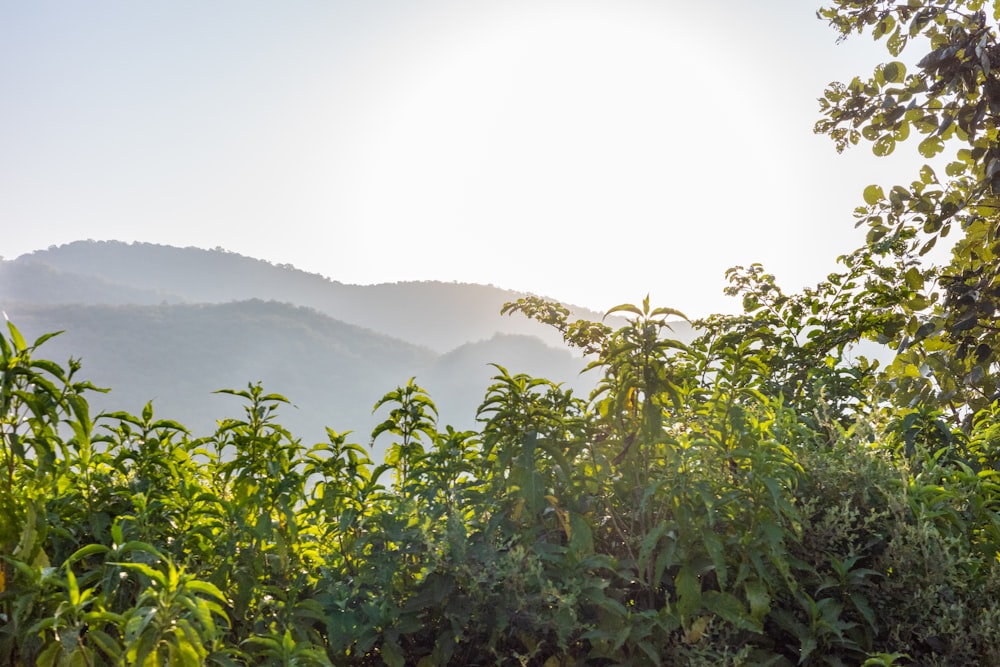 the sun shines through the trees in the mountains