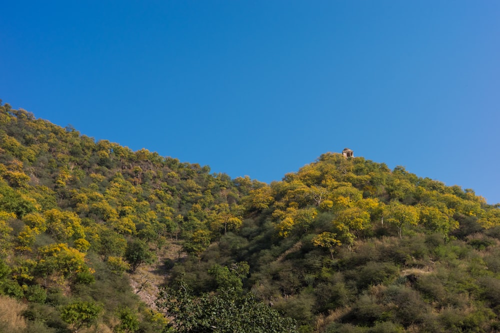 a hill covered in trees and bushes under a blue sky