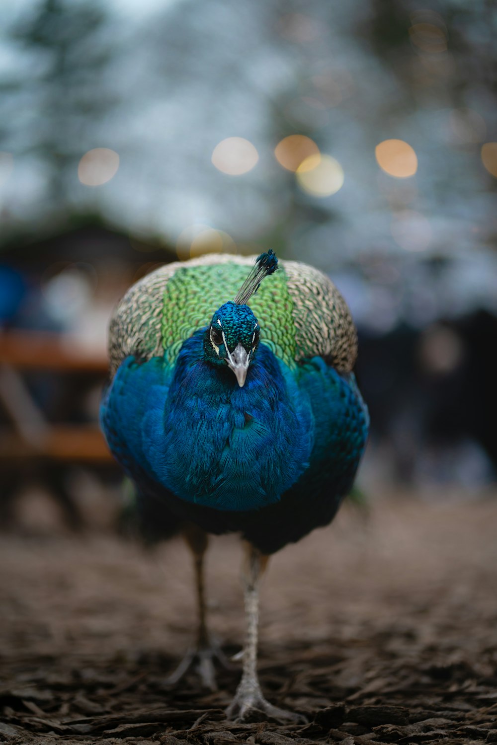 a couple of birds that are standing in the dirt