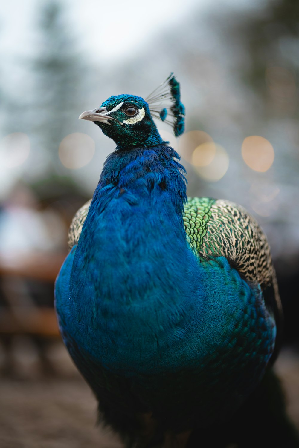 a close up of a peacock with a blurry background