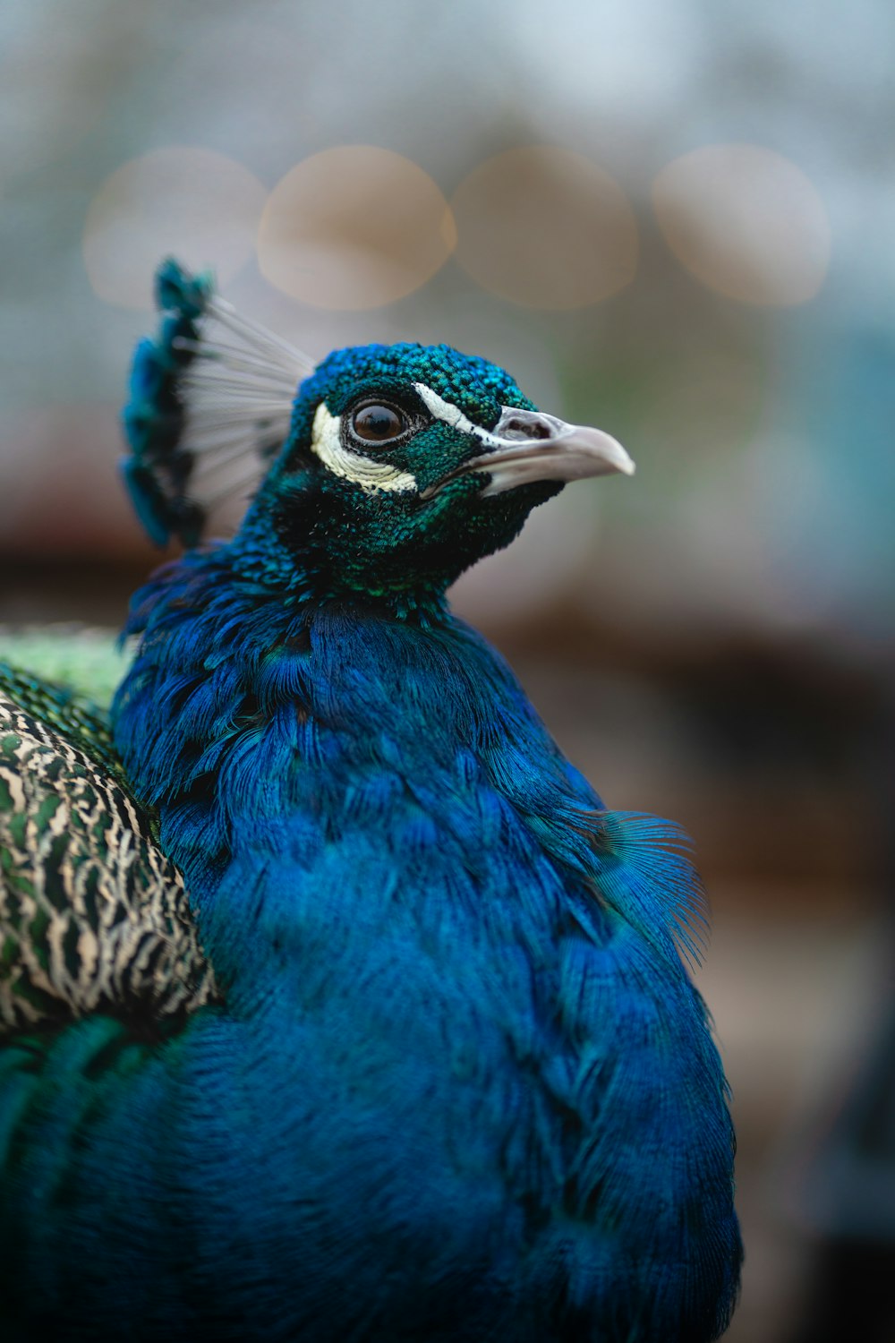 a close up of a peacock with a blurry background