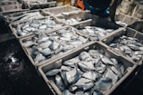 A collection of freshly caught fish stacked in white crates. The fish appear shiny and wet, likely indicating they have been recently taken from the water. The scene seems to be at a market or fishery with a concrete floor partially visible and some human activity in the background.