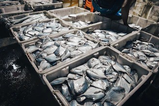 a bunch of fish that are in trays
