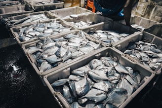 Fresh and frozen marine provisions neatly arranged in storage crates on a dockside.