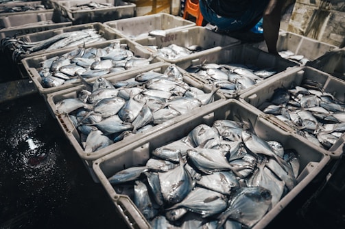 A crate filled with freshly caught prawns ready for export, set against a backdrop of a bustling fishing dock.