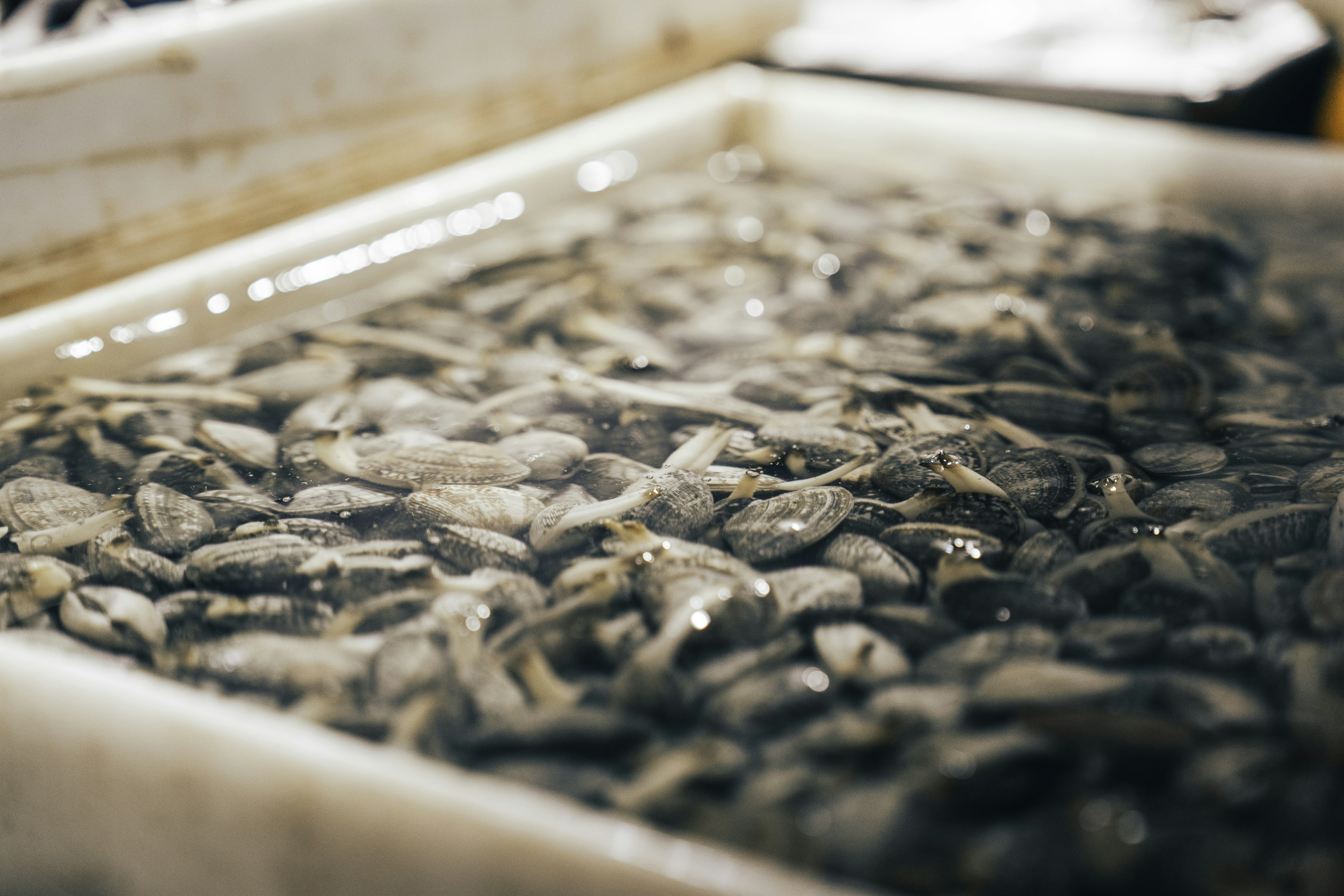 a bunch of fish that are in a tub
