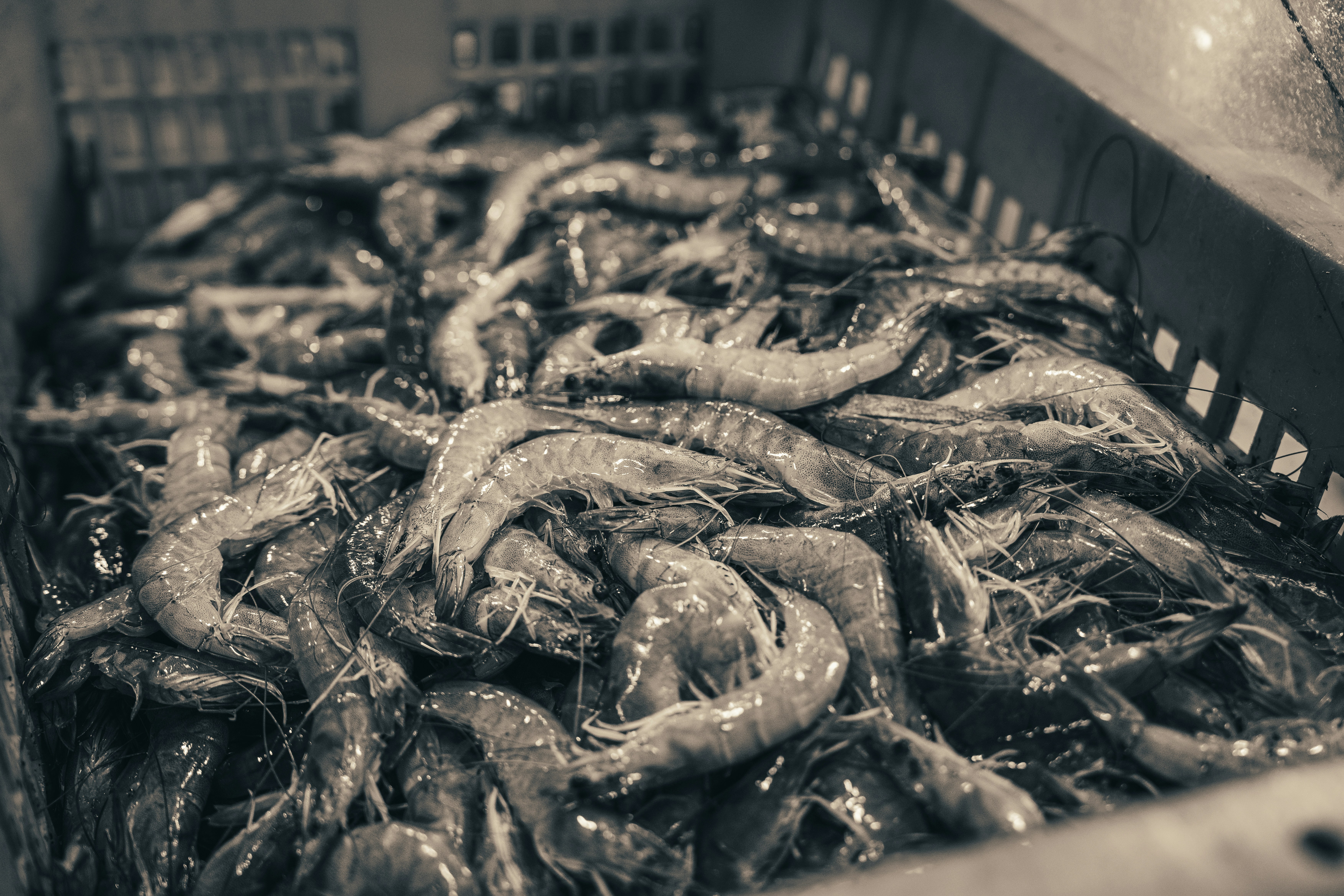 a bin full of shrimp sitting on top of a table