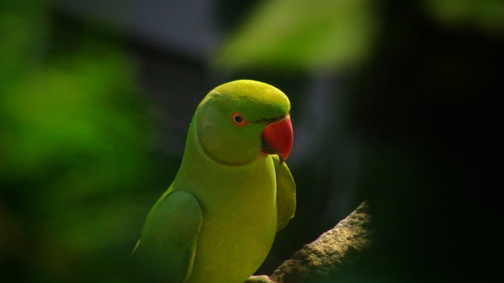 a green bird with a red beak sitting on a tree branch
