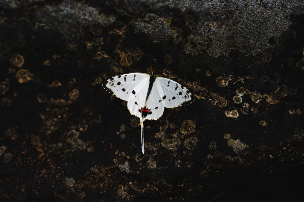 a white butterfly with black spots sitting on a rock