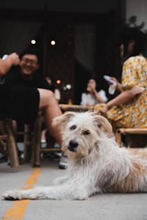 A fluffy dog with light brown and white fur is lying on the ground, looking directly at the camera. In the background, a group of people, slightly out of focus, are sitting and talking at a cafe or similar outdoor setting. One person is wearing a yellow floral dress and holding a phone.