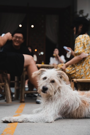 A fluffy dog with light brown and white fur is lying on the ground, looking directly at the camera. In the background, a group of people, slightly out of focus, are sitting and talking at a cafe or similar outdoor setting. One person is wearing a yellow floral dress and holding a phone.