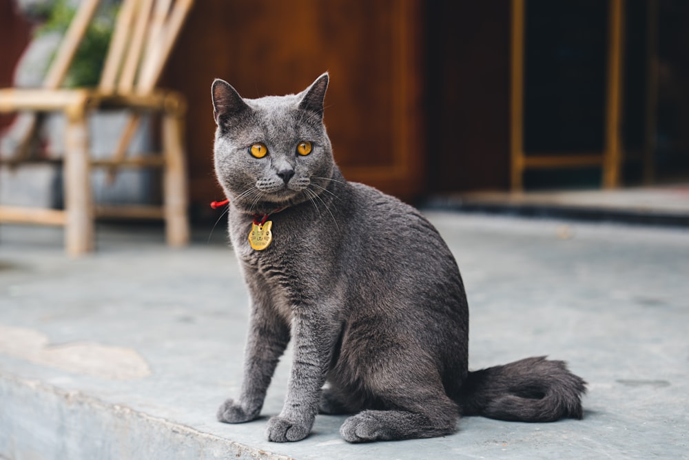a gray cat with yellow eyes sitting on a step
