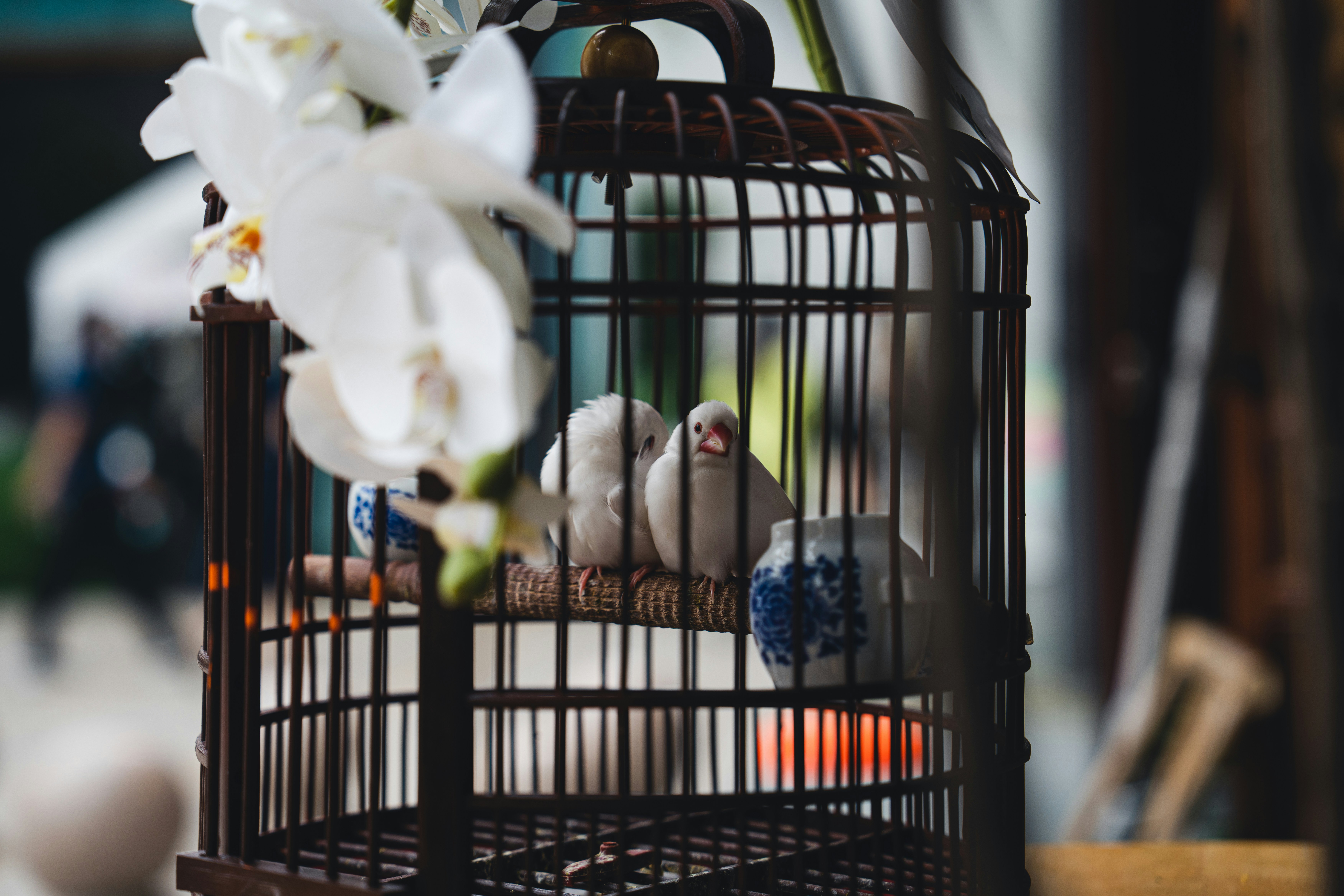 Different types of bird cages and proper setup for pet birds