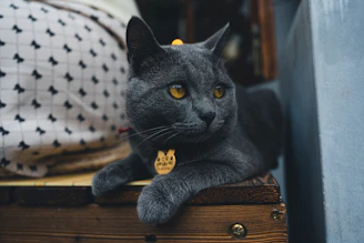 A gray cat with striking yellow eyes is sitting on a wooden surface. The cat has a name tag shaped like a face with inscriptions on it. Behind the cat is a patterned cushion with a simple design, featuring small black symbols on a white background. The setting appears to be indoors, possibly near a window.