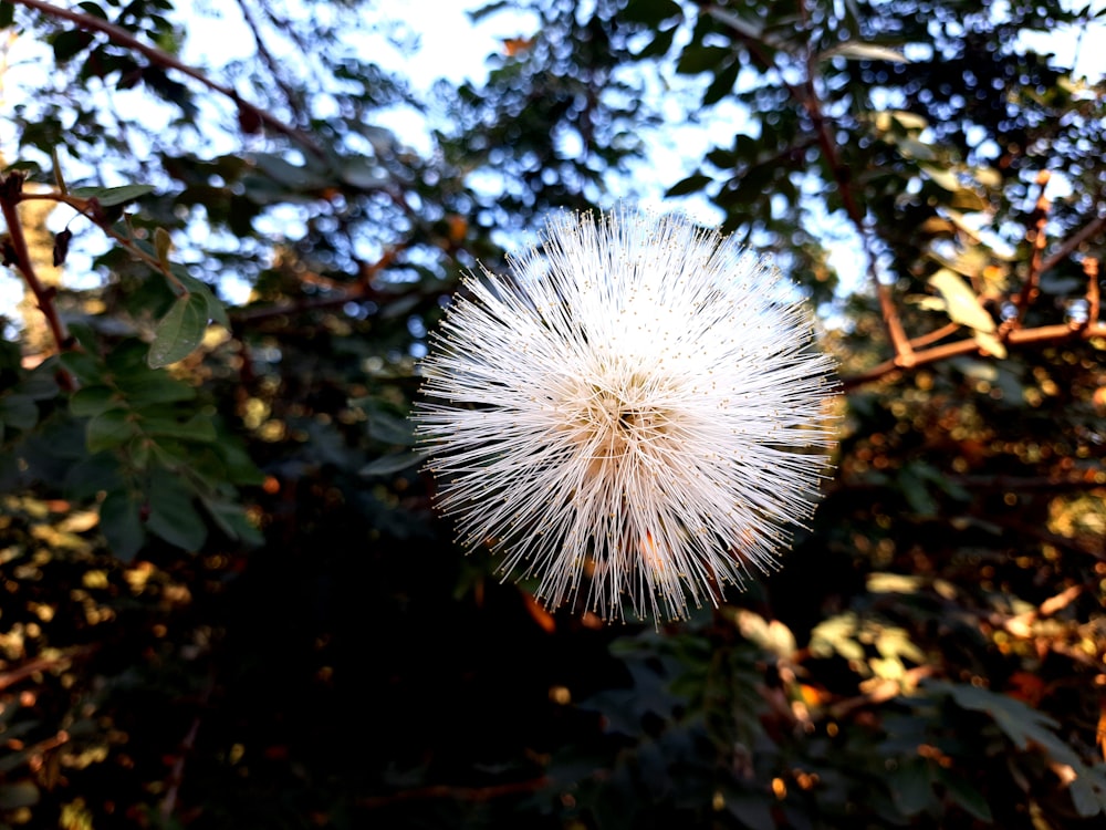 a close up of a dandelion on a sunny day