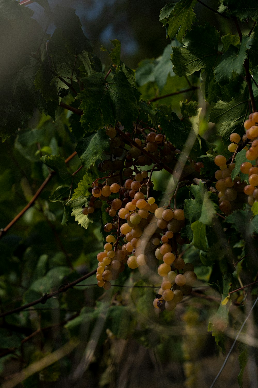 a bunch of grapes hanging from a tree