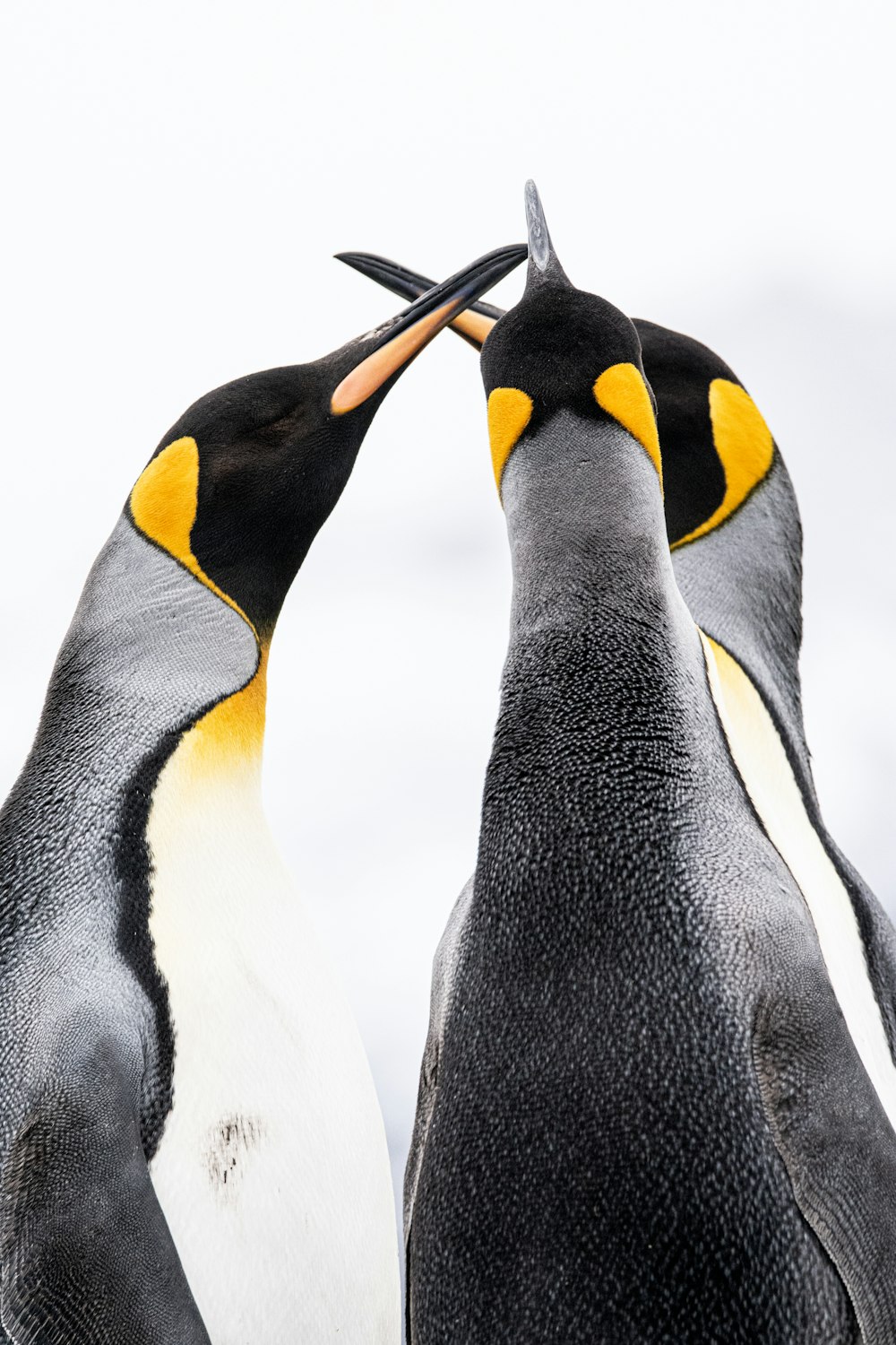 Un par de pingüinos parados uno al lado del otro