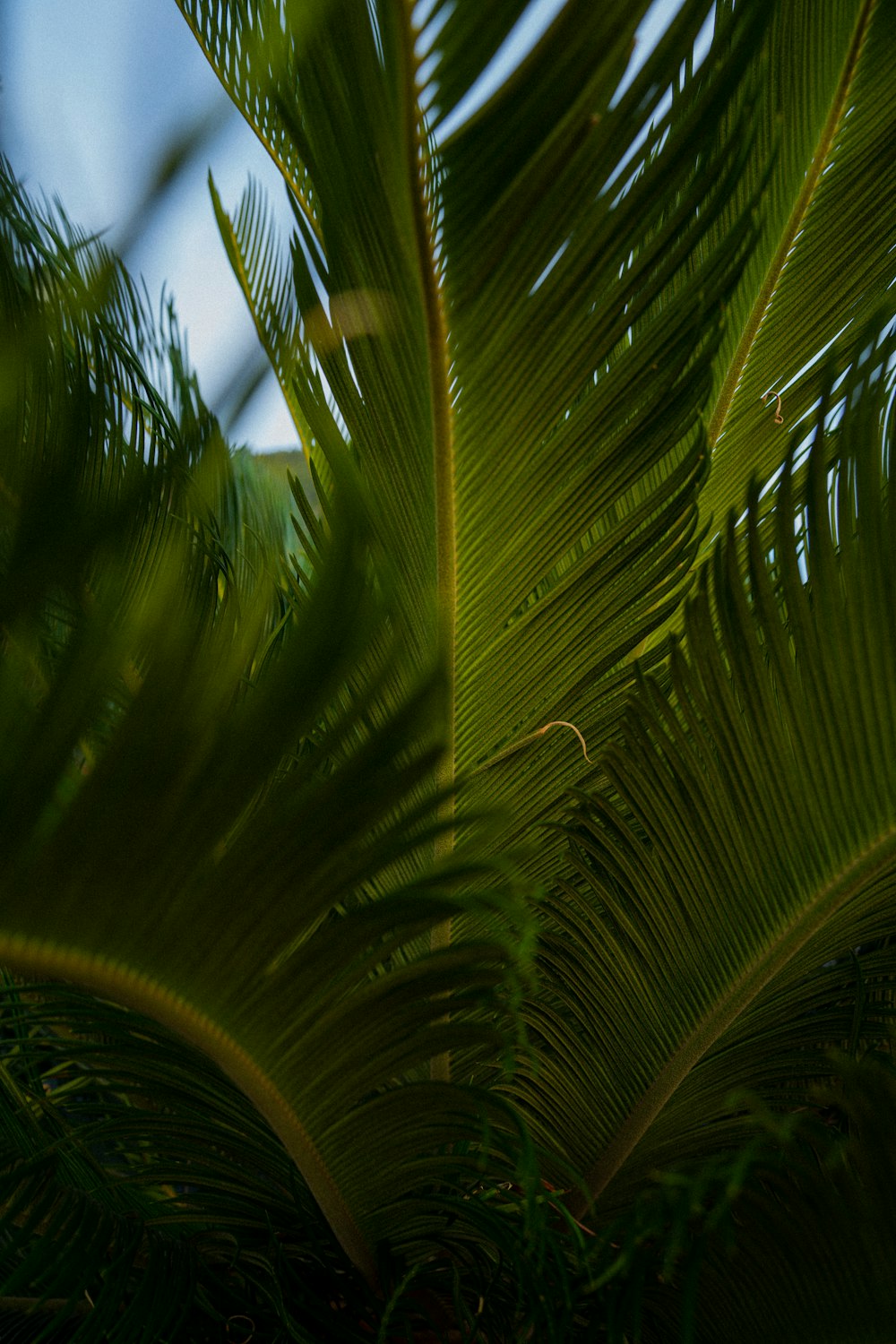 a close up of a palm tree with a blue sky in the background