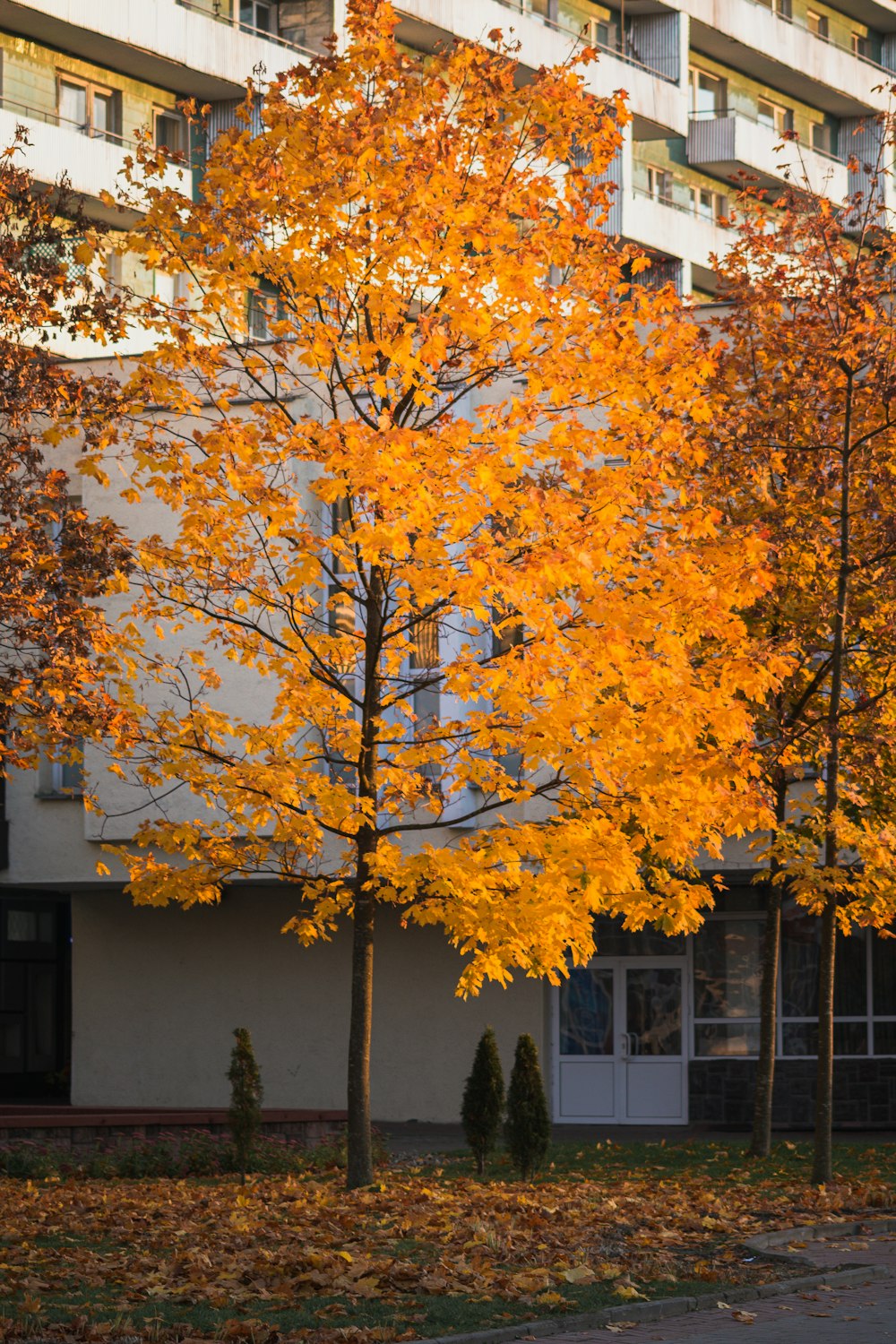 a tree with orange leaves in front of a building