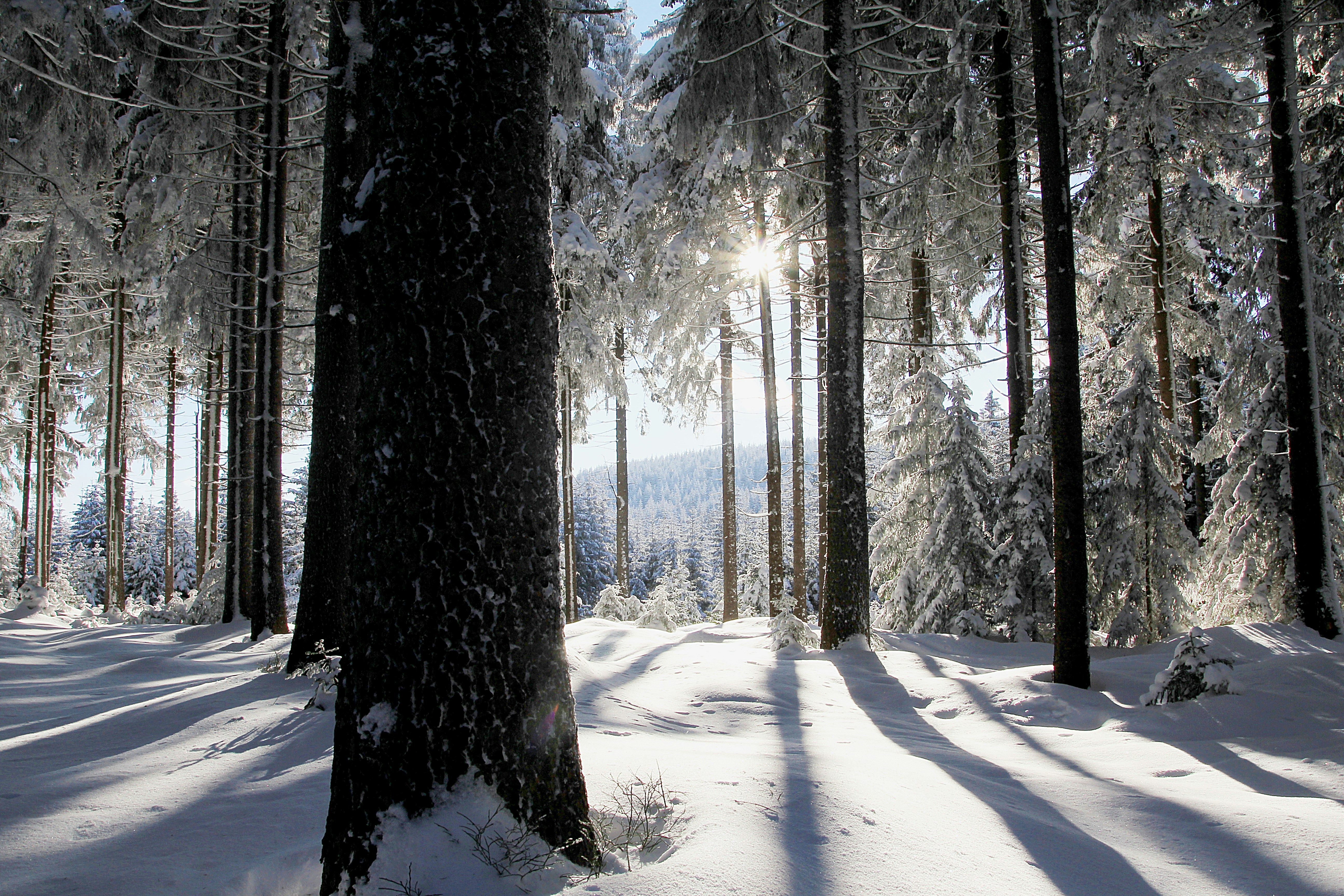 يبيريتش التشيك