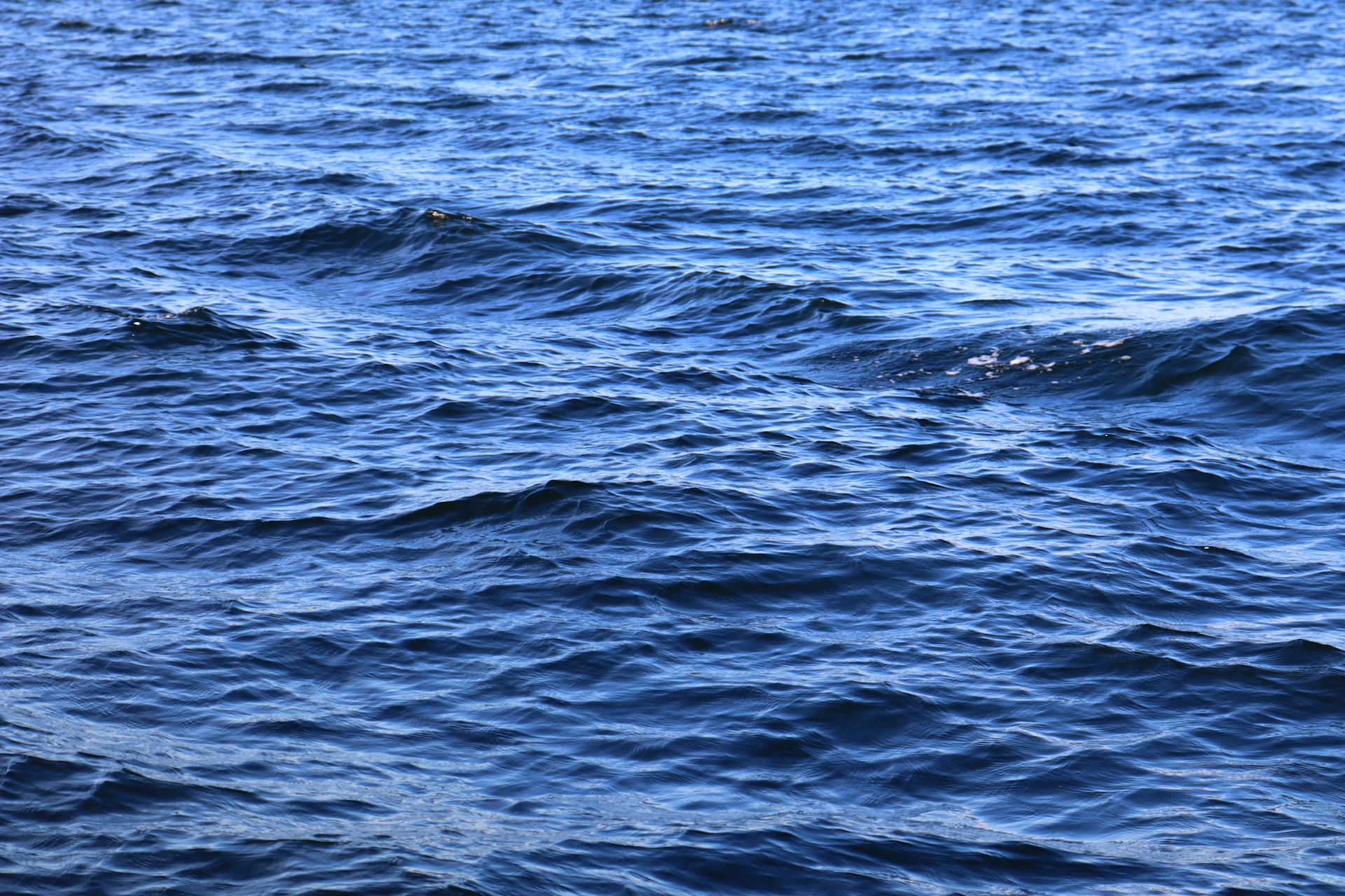 a large body of water with a bird flying over it