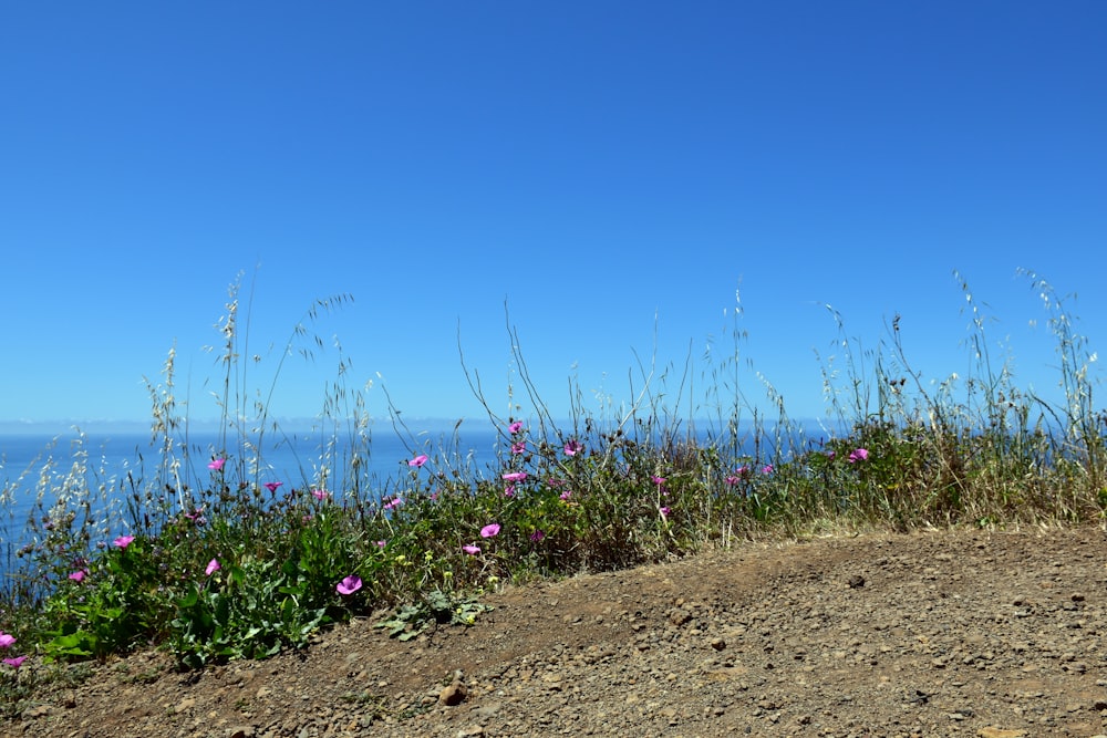 ein Feld mit Wildblumen an der Seite eines Hügels