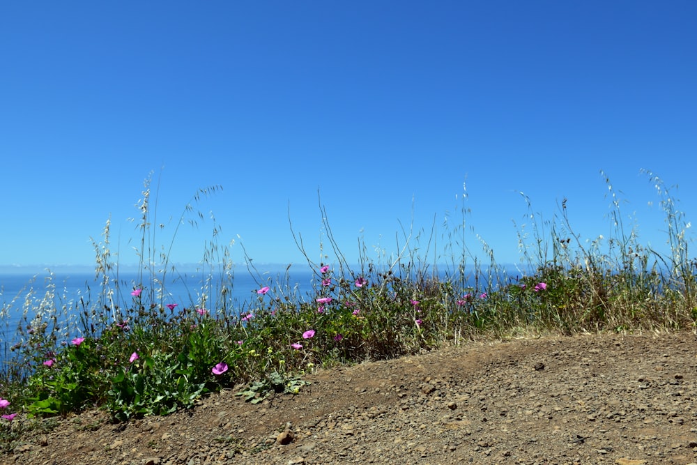 a field of wildflowers on the side of a hill