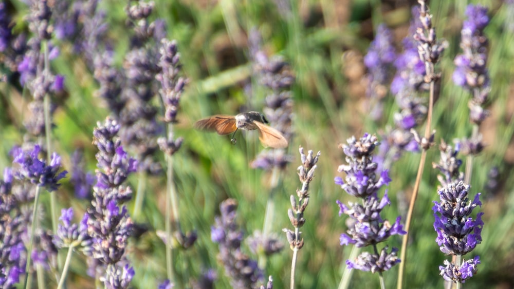 a hummingbird flying over a field of lavender flowers