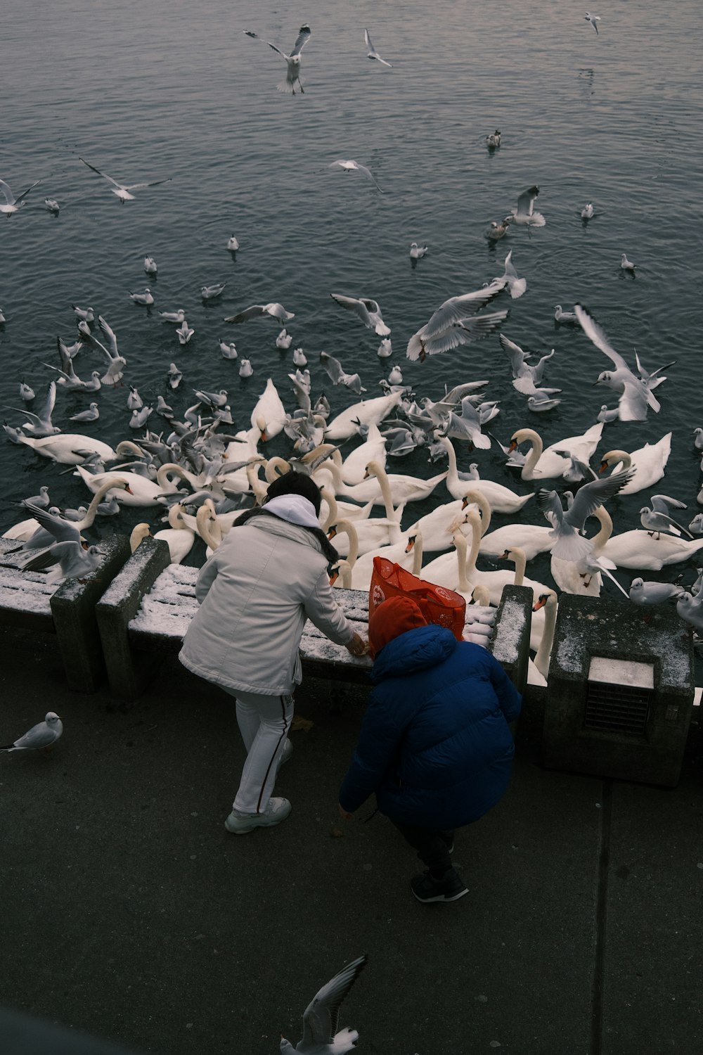 a person feeding a flock of birds on a pier