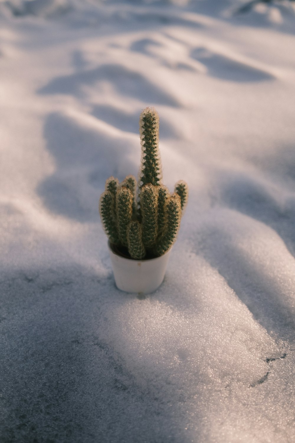 a small cactus in a white pot in the snow