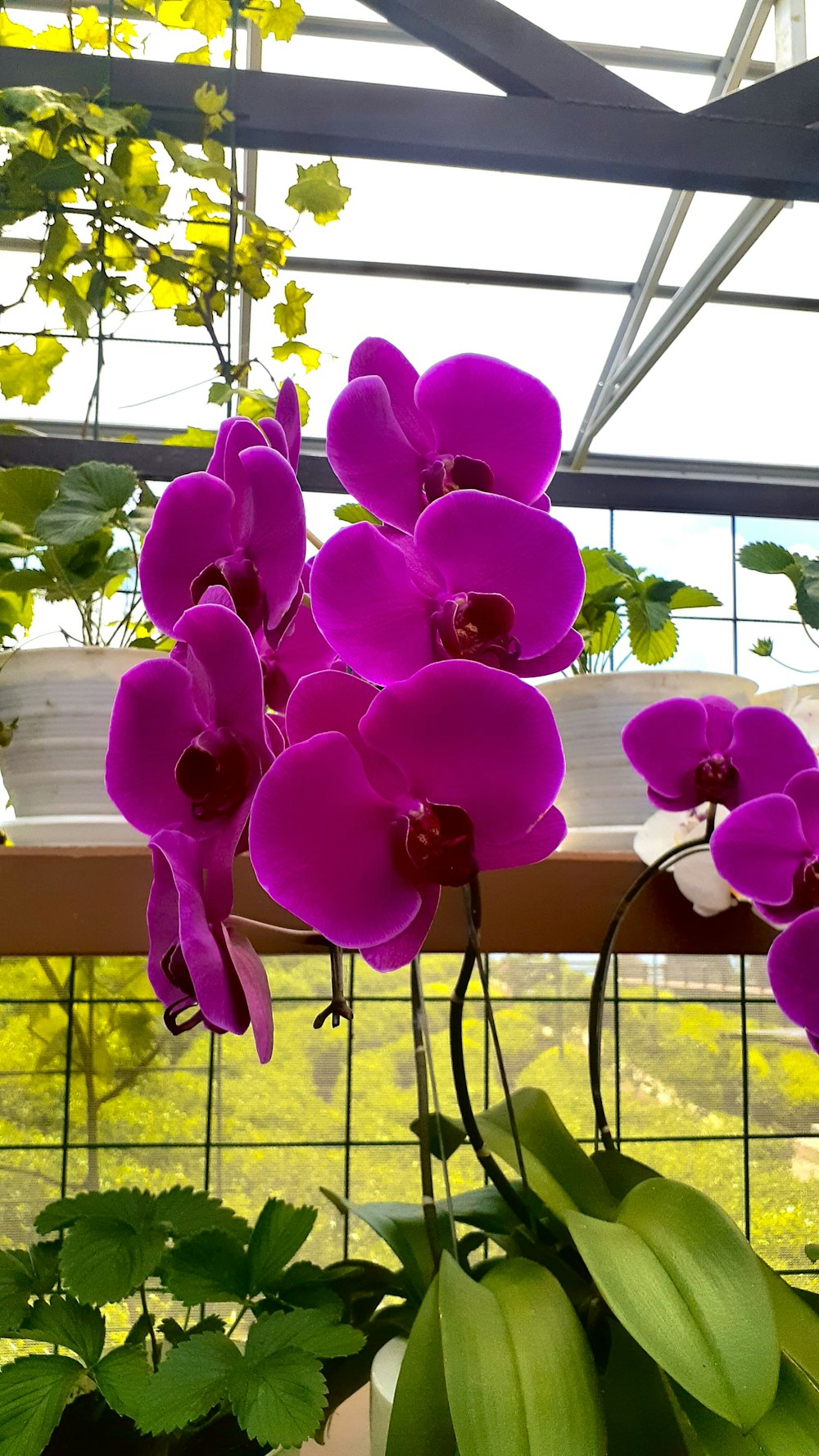 a bunch of purple flowers in a pot