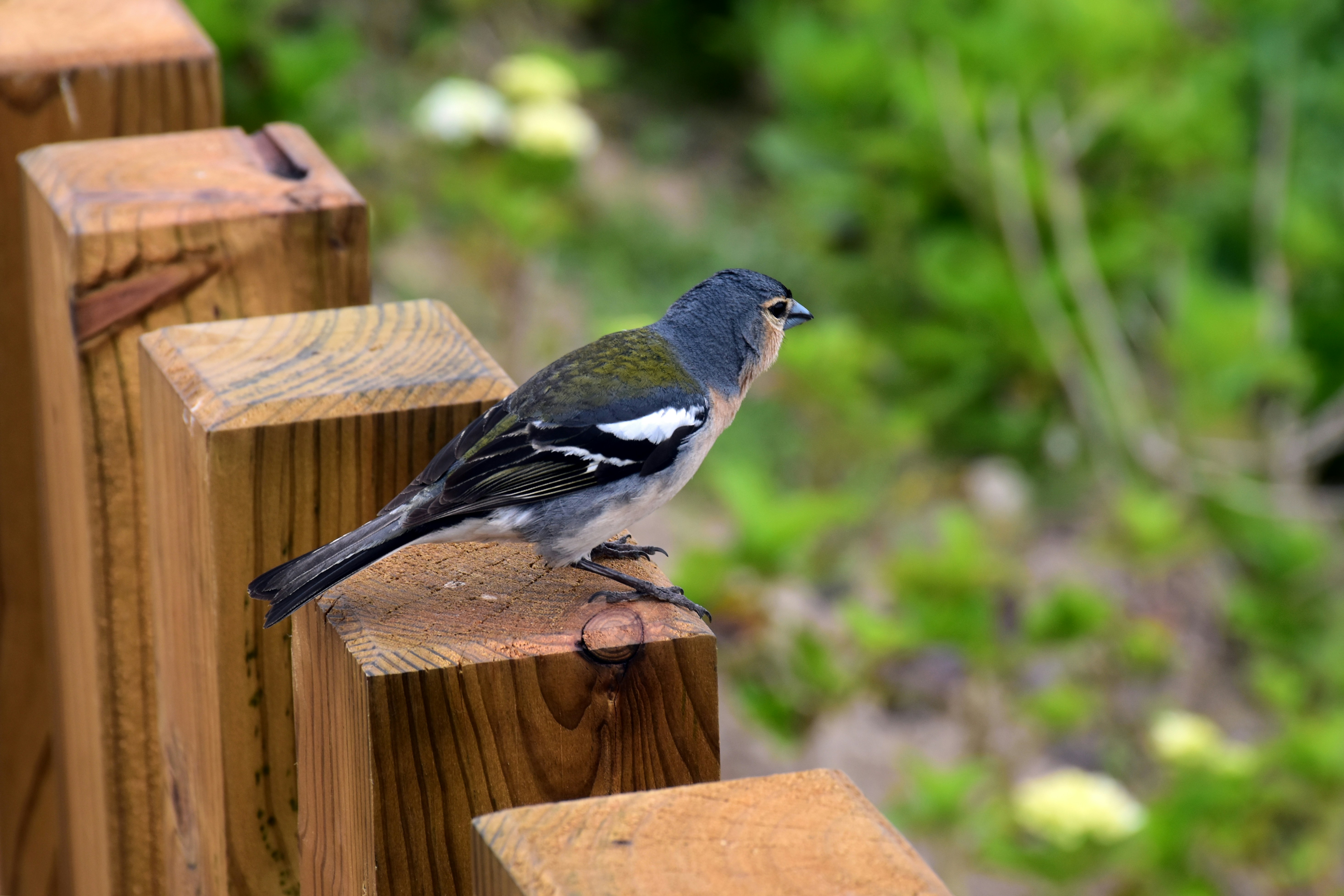 `A curious bird` (A finch on the lookout)