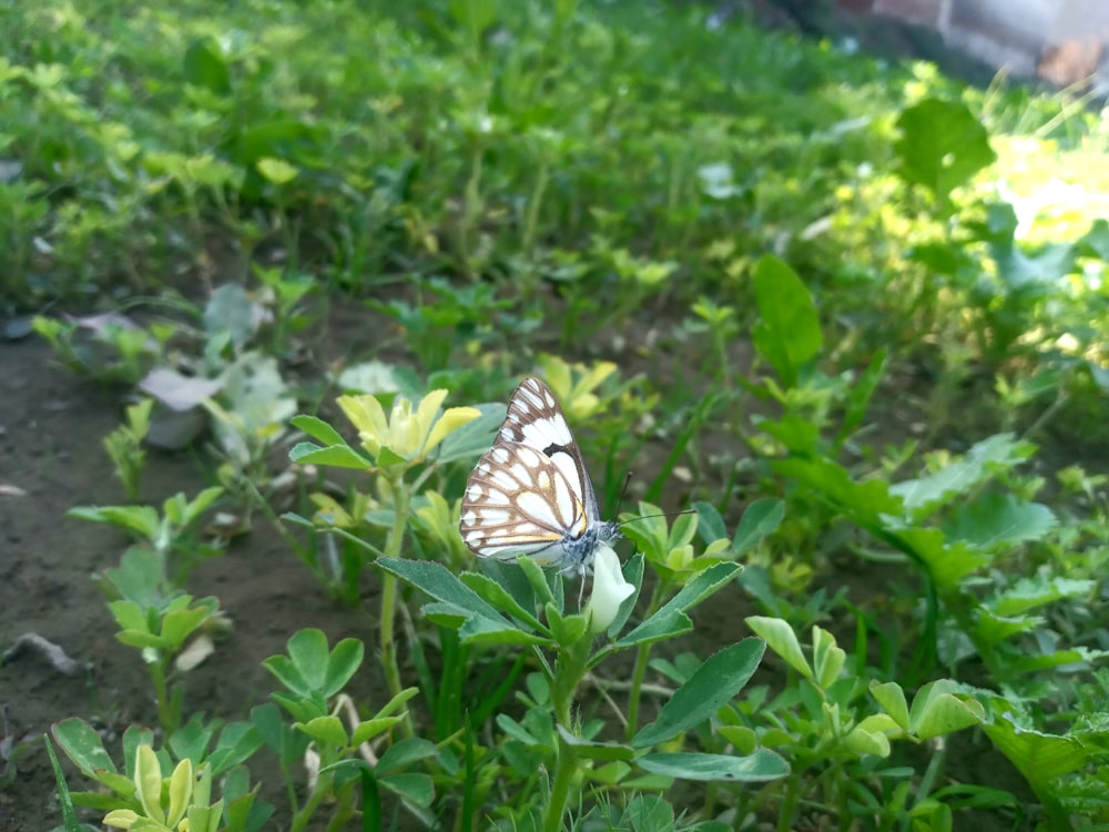 a butterfly sitting on top of a green plant